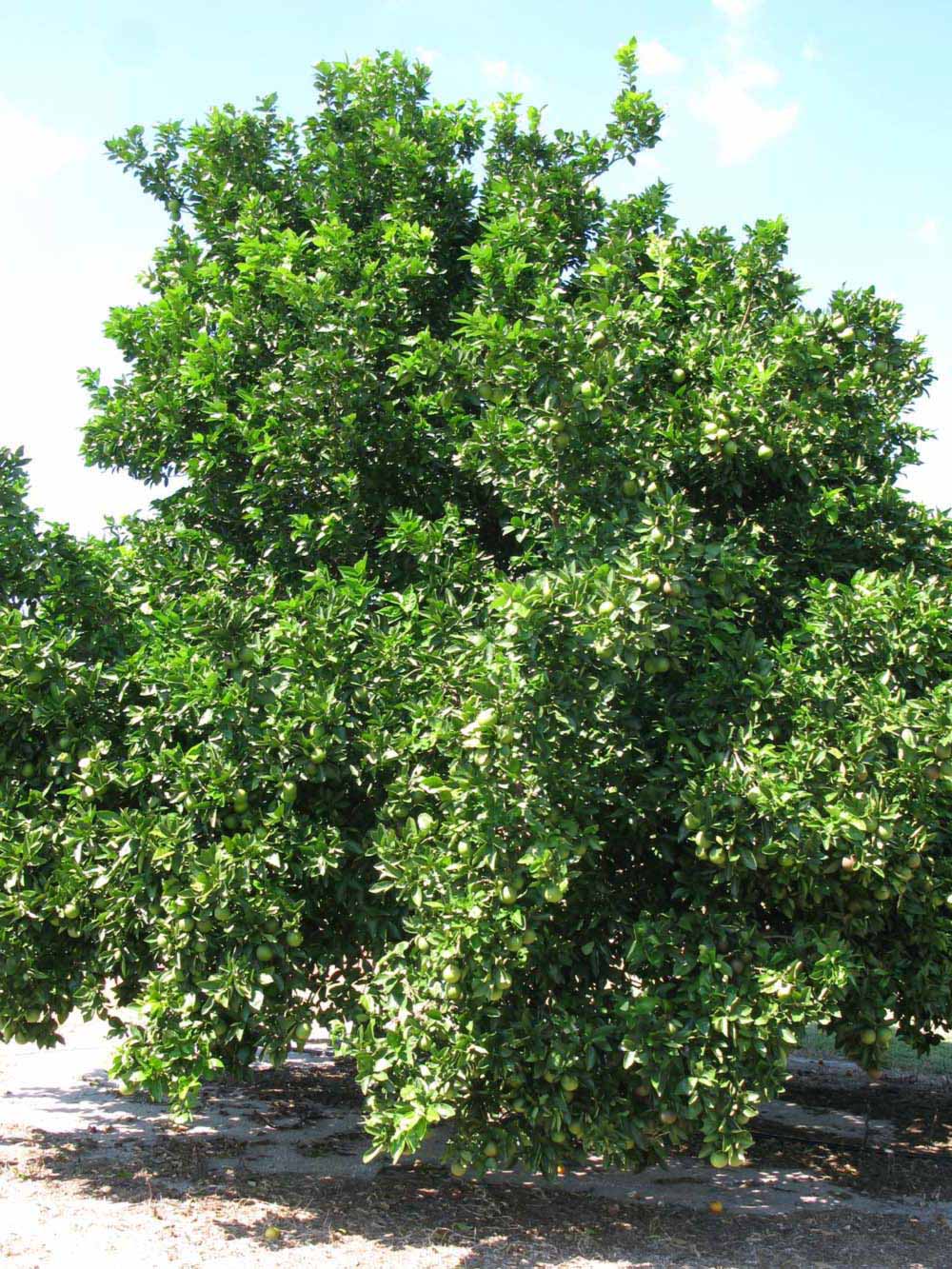            Habit (Winter Haven, FL)   